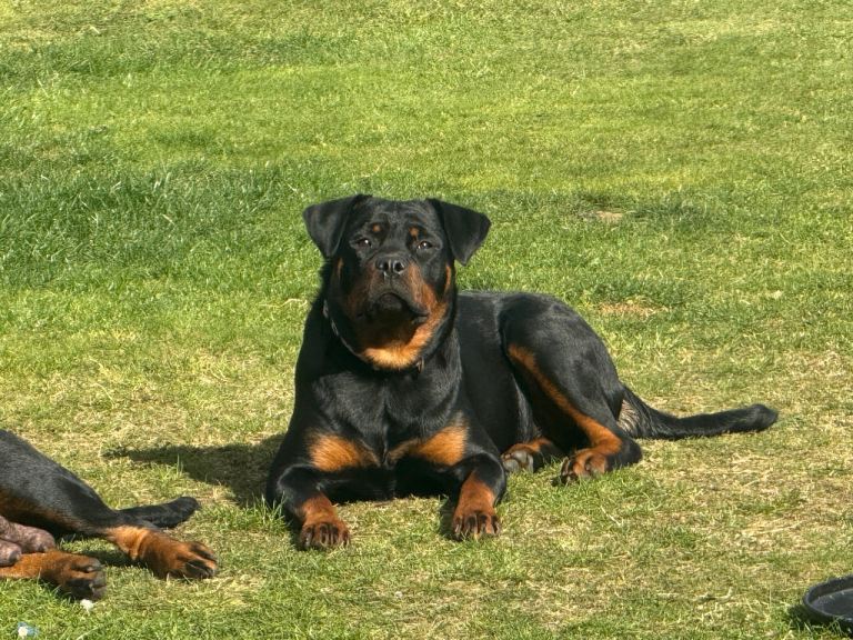 Rottweiler bitch kc reg