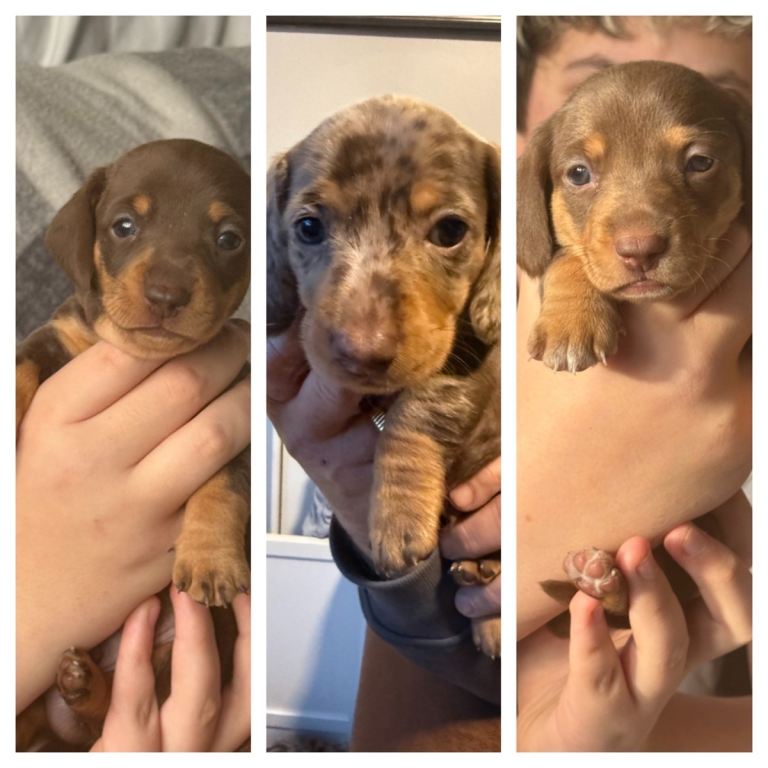 Miniature dachshund puppies 