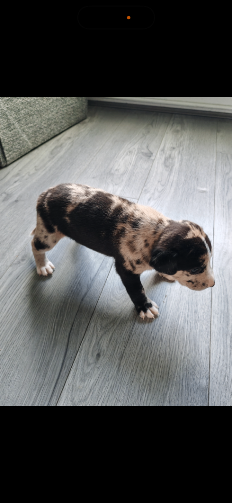 Bushing puppies for sale 