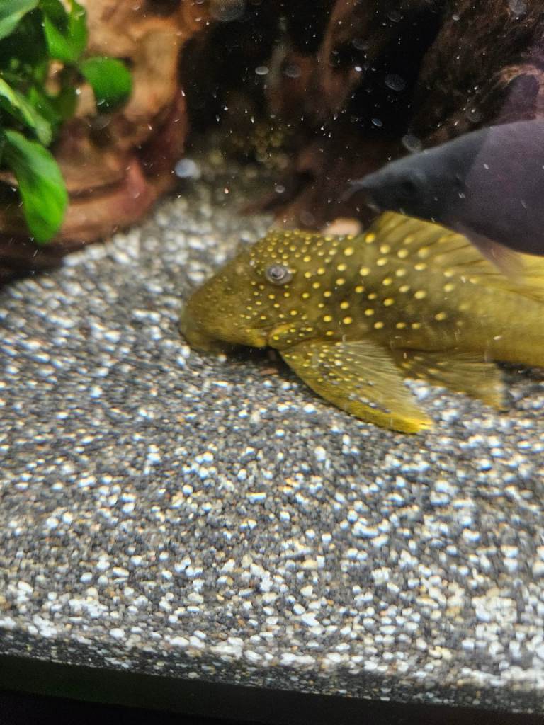 Tropical fish gravel 