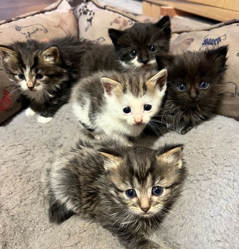 Kittens all booked