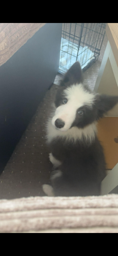Male border collie