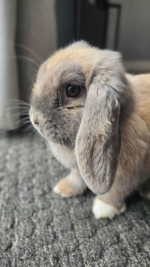 Female rabbit 5 months old
