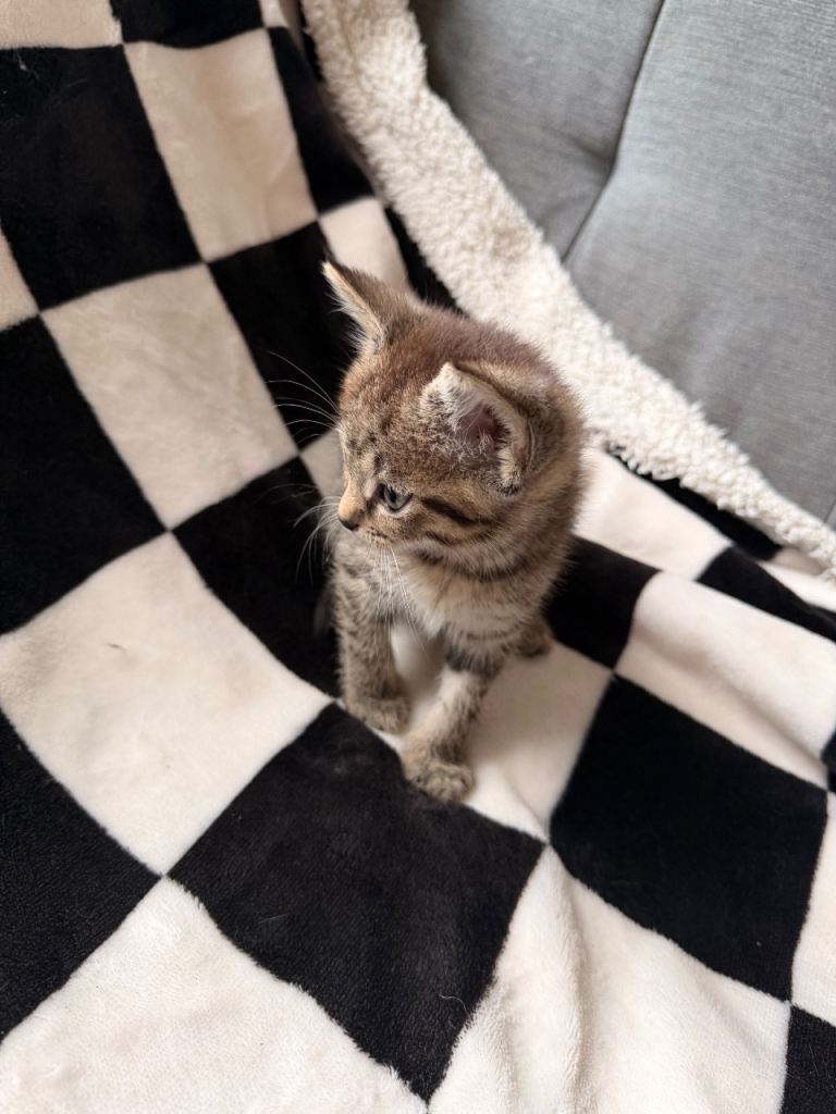 Half Bengal kittens and ragdoll and half bengal kittens 