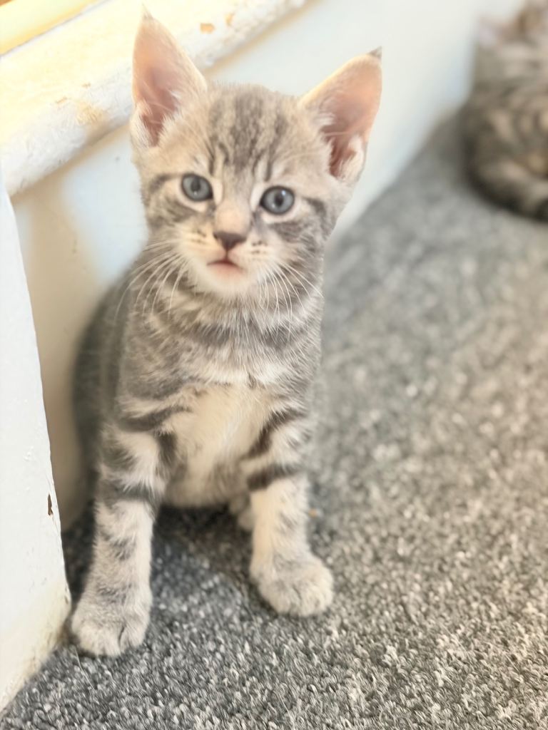 Kitten available 