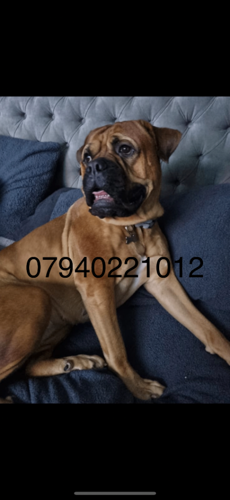 Dougue x bullmastiff puppies ready NOW
