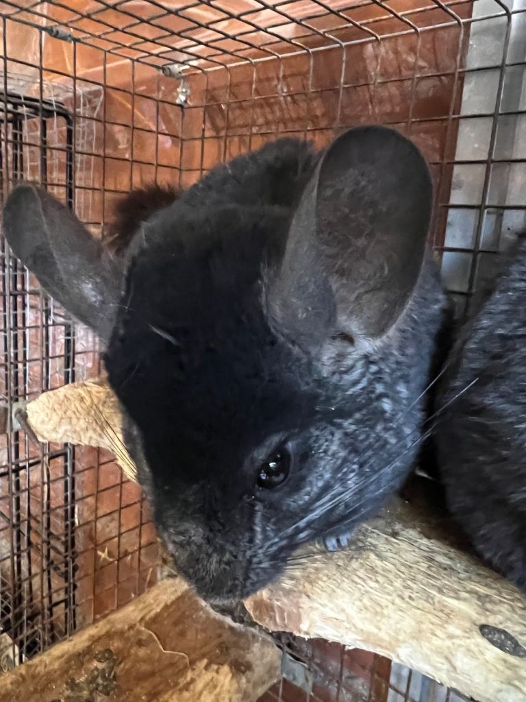 Chinchilla for sale 