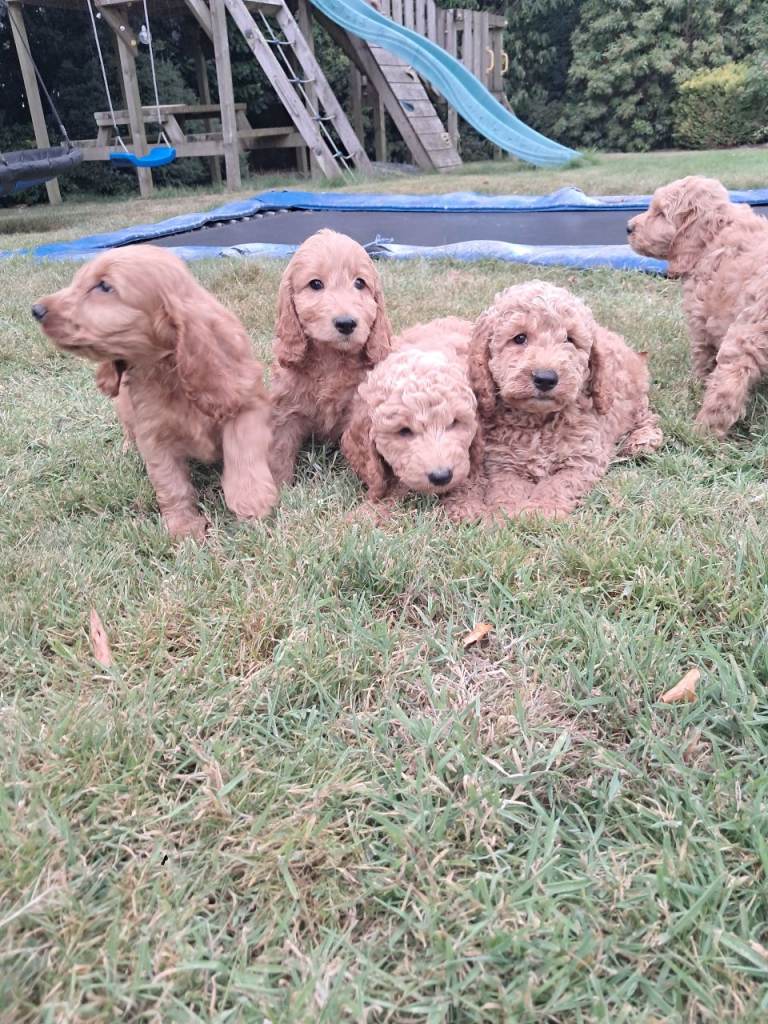 Cockapoo pups 