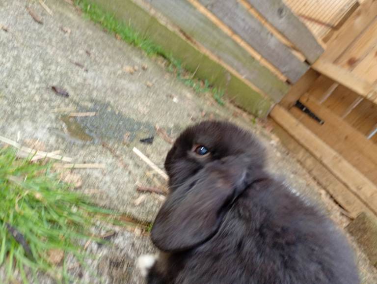 Baby Mini lops 6 weeks