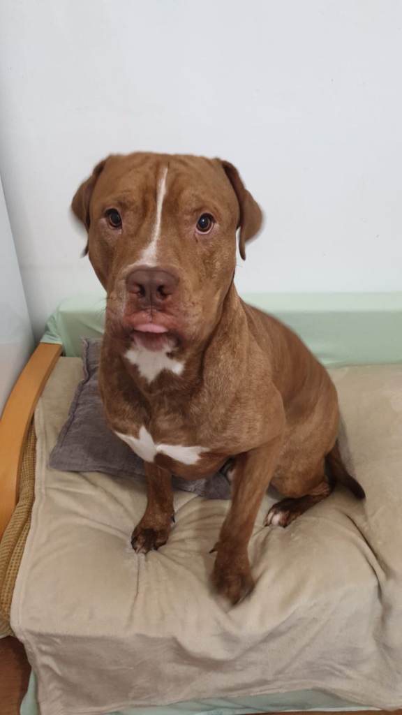 the friendliest animal.  