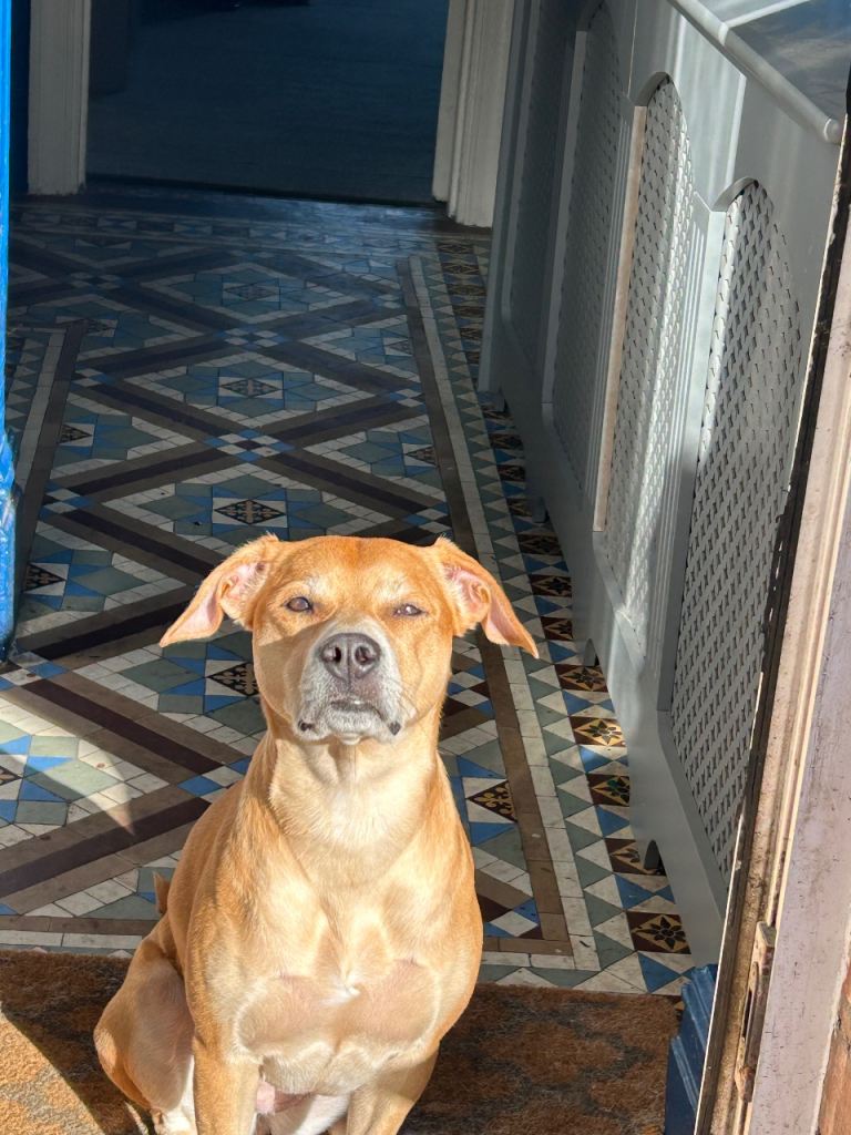 Lab x staff puppies