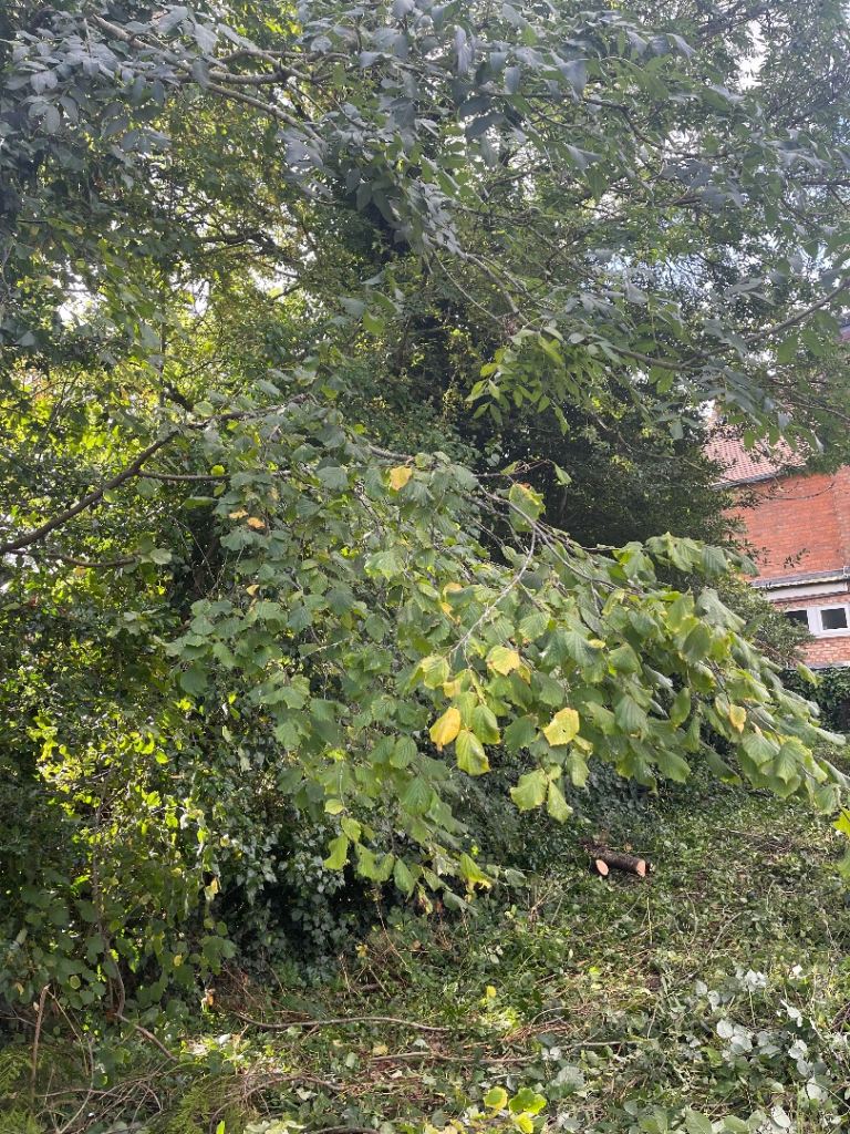 Tree cutting removal and hedges trimming 