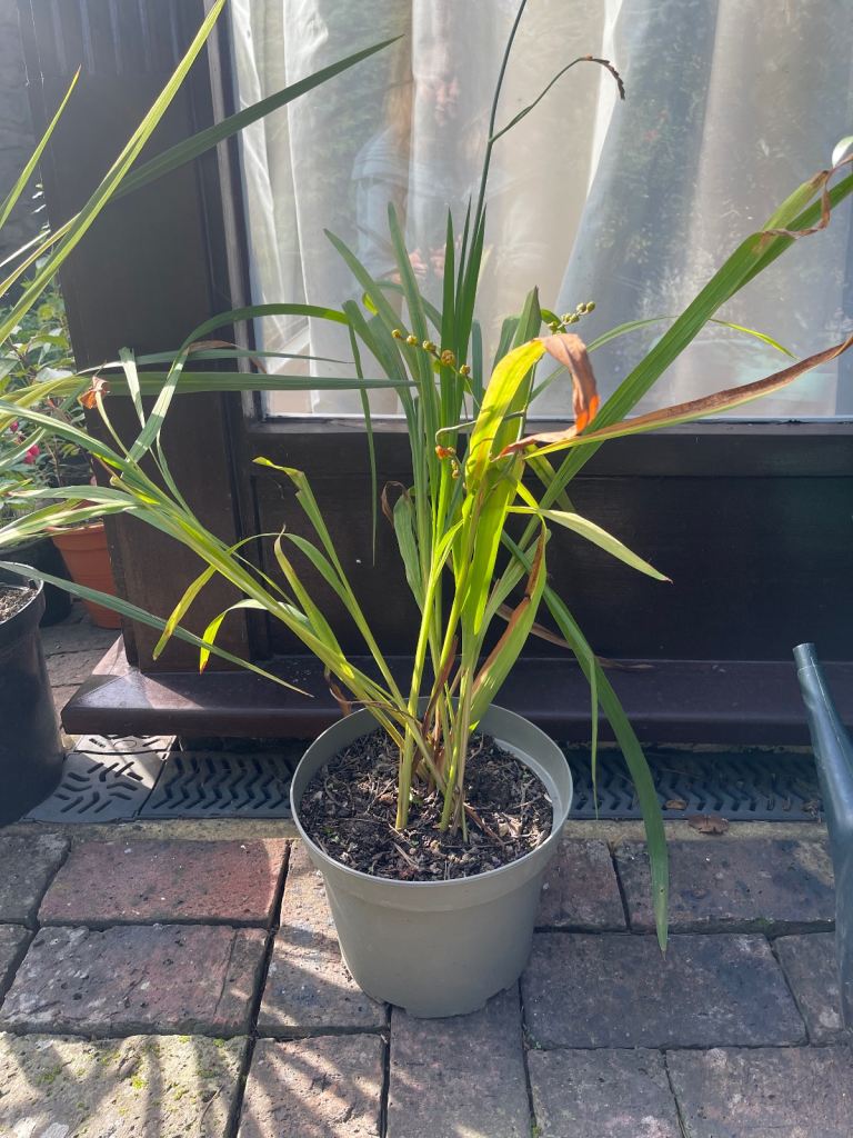 Garden plants - Large pots of Crocosmia £5 Collect Chichester