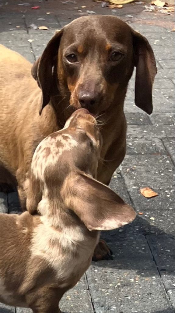 Dachshund puppies 