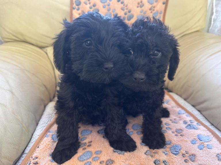 F1 schnoodles 