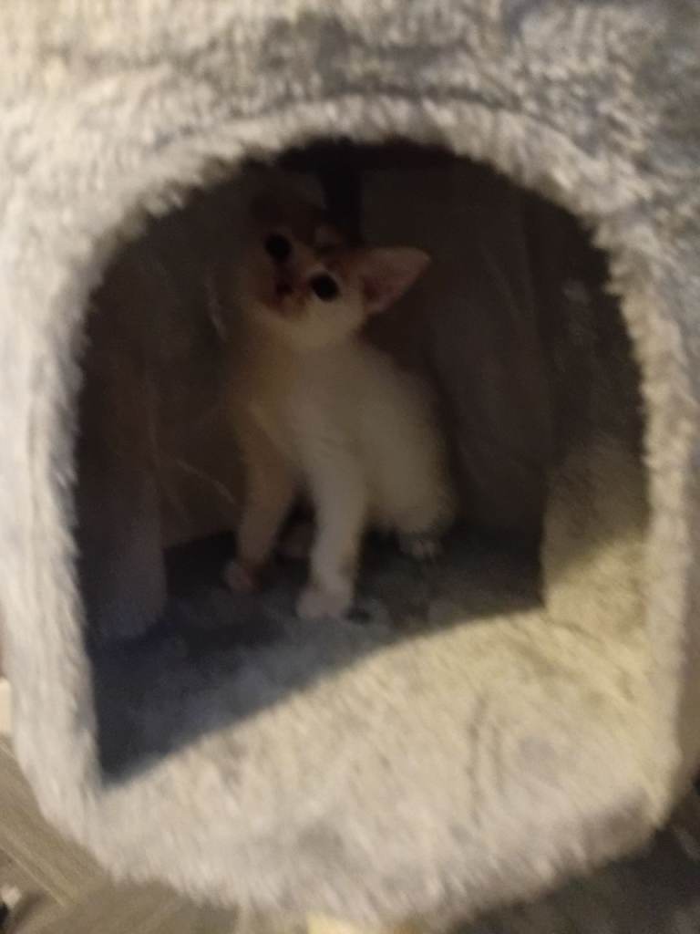 8 week old white and ginger kittens