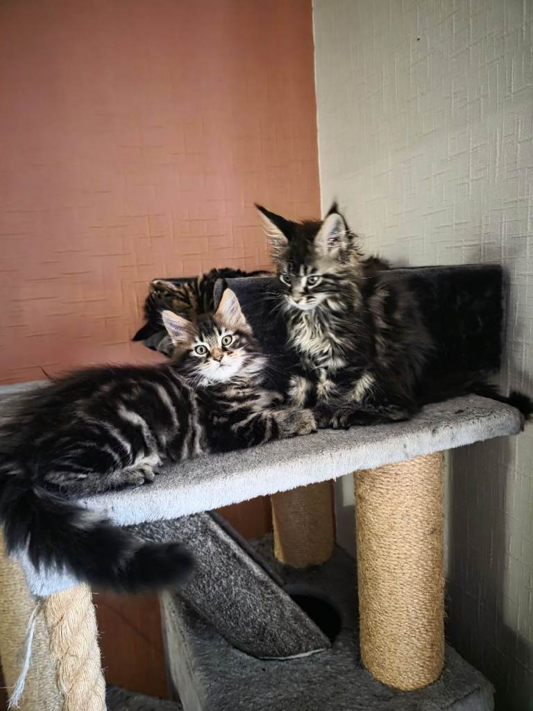 XL Stunning maine coon kittens