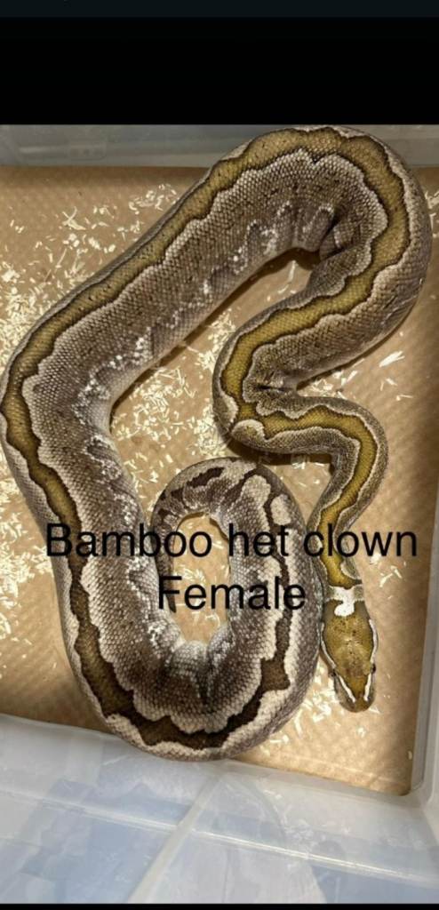 Ball pythons  