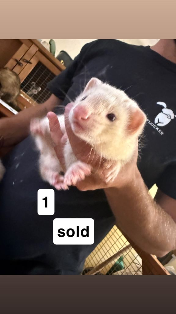 ferret kits for sale