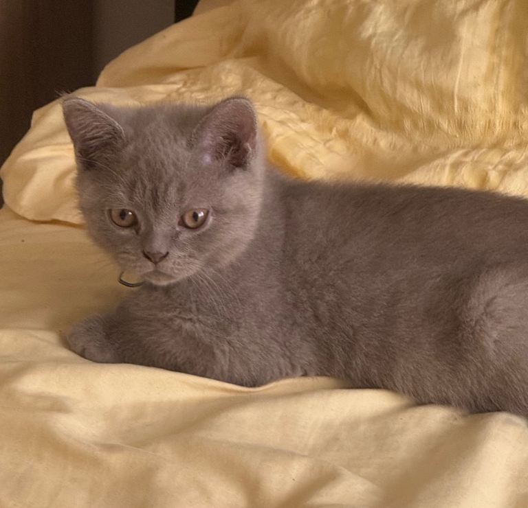 British Shorthair Kittens for sale 