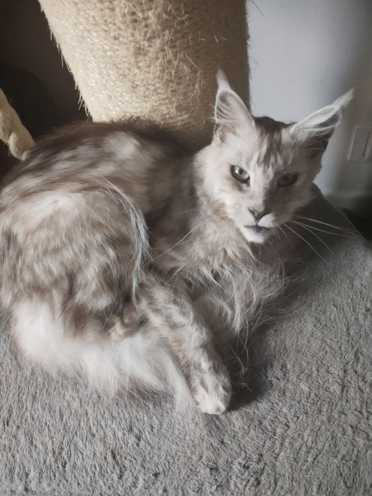 image for Imported shaded lines cat for rehoming