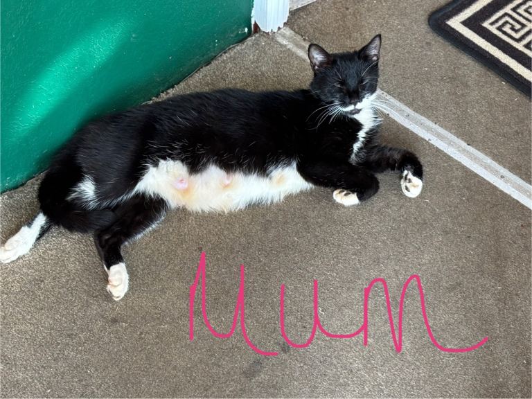 5 Kittens, ready to leave now 