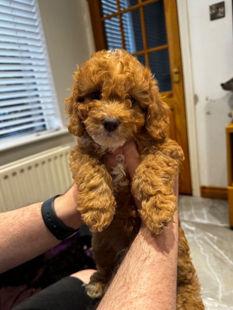 Cockapoo Puppies 