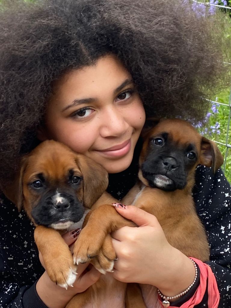 🐾 Boxer cross Puppies – Home Reared with Natural Diet & Holistic Care (4 Boys Available)