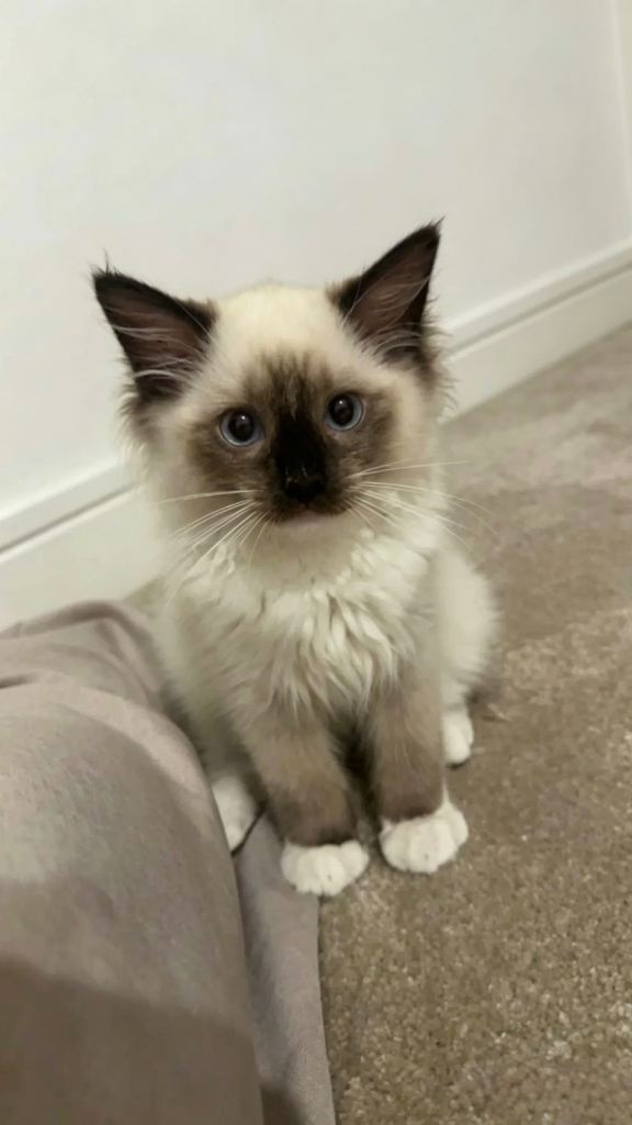 18 week old ragdoll kitten