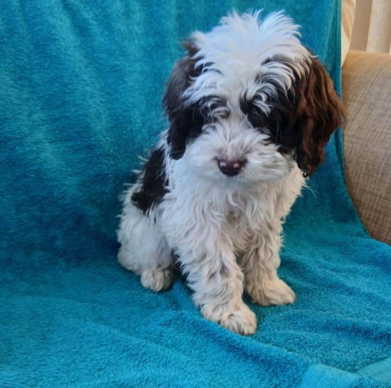 Last 2 toy cockapoo puppies 