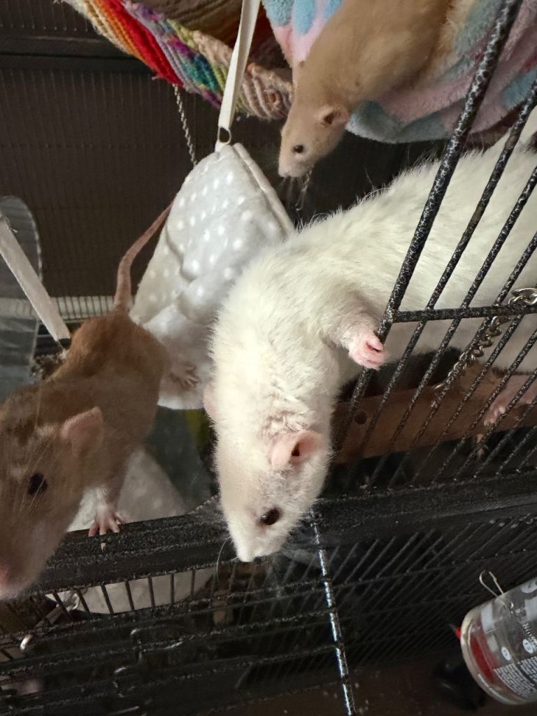 Female rats for sale 