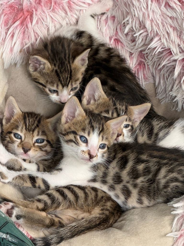 Bengal x Turkish Angora kittens 