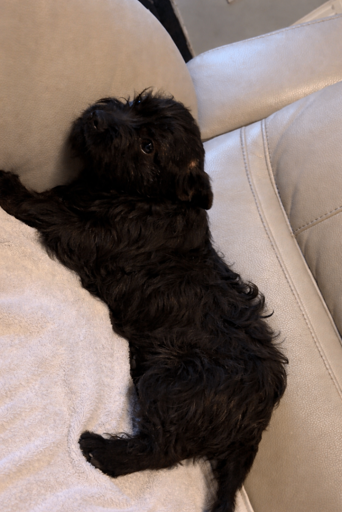 Adorable Frokie pups (French bulldog x Yorkshire terrier)