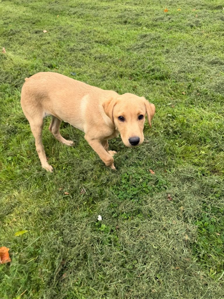 Fox red lab pup