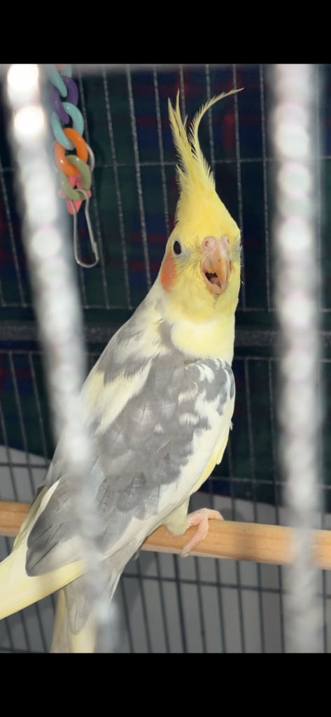 Cockatiel 