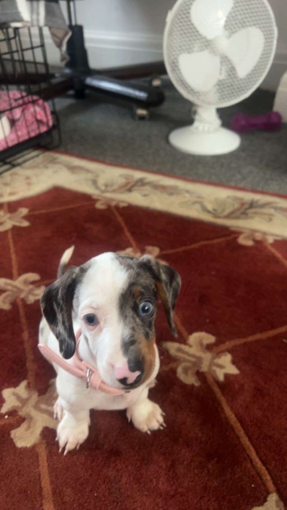  Puppy for sale 
