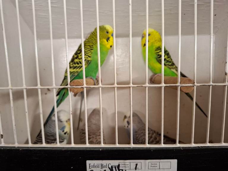 Exposition Budgies 