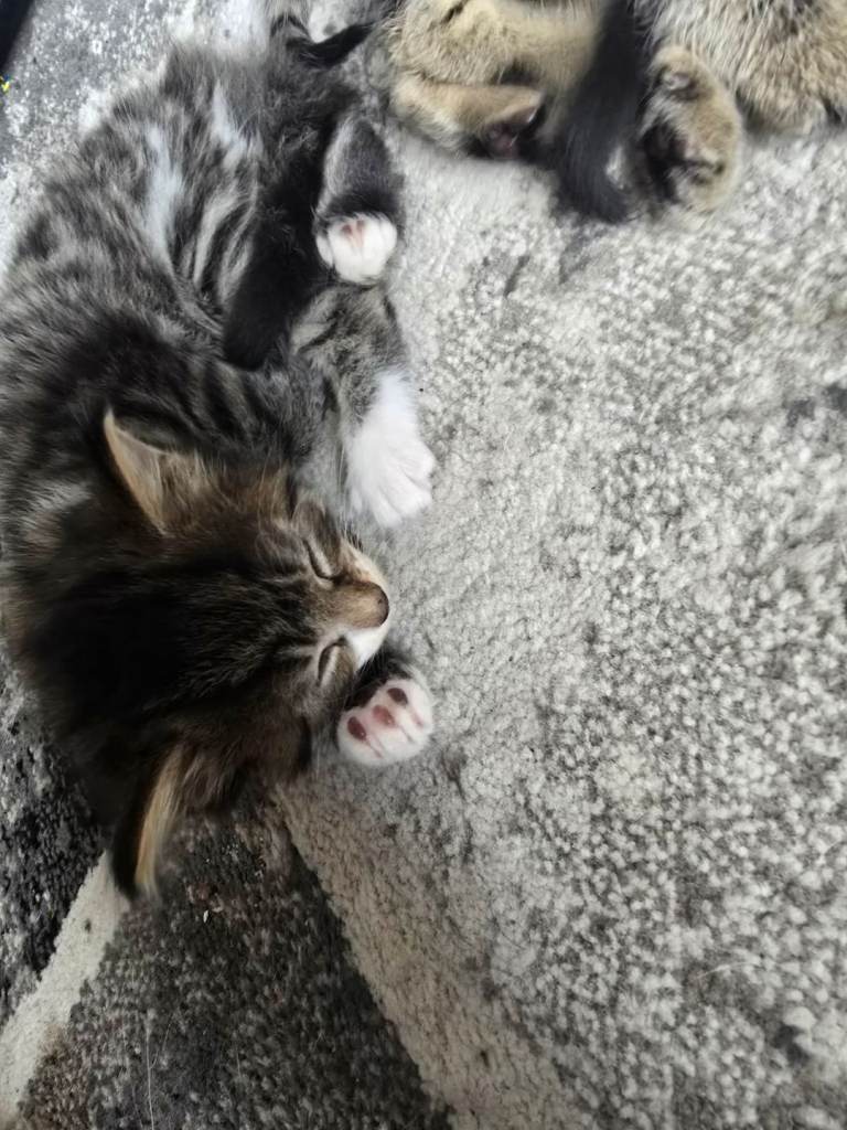 Tabby kittens for sale 