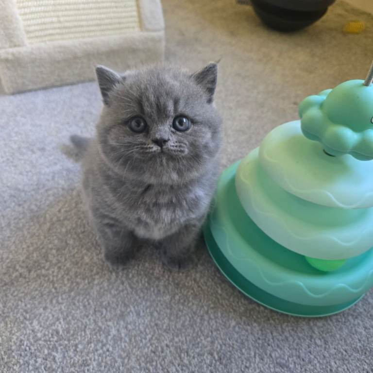 1 Male Blue British Shorthair Kitten