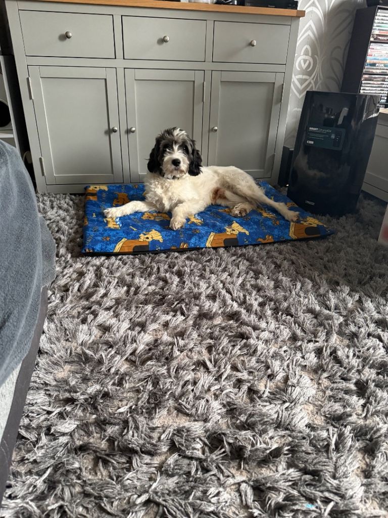 Dog