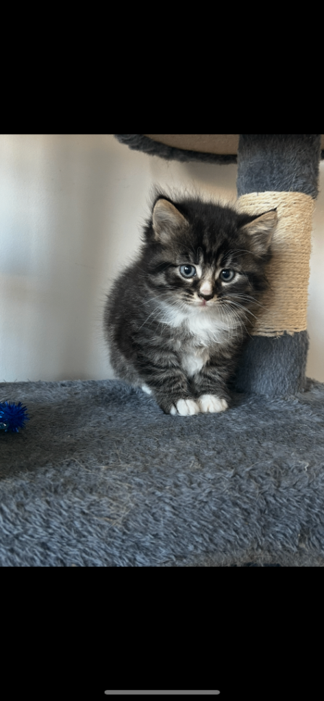 4 kittens for sale
