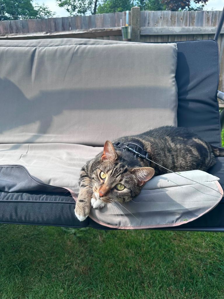 4 year old male cat