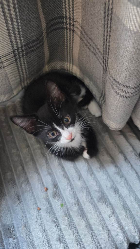 Gorgeous Black and White Kitten