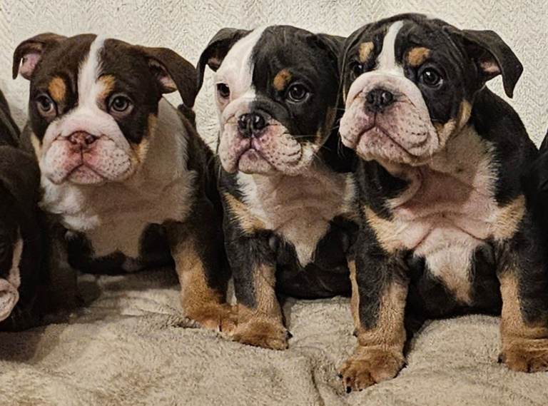 Quality English bulldogd 