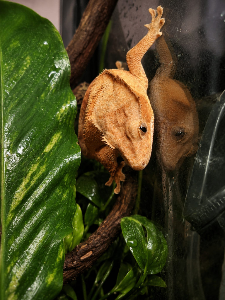  Crested Gecko
