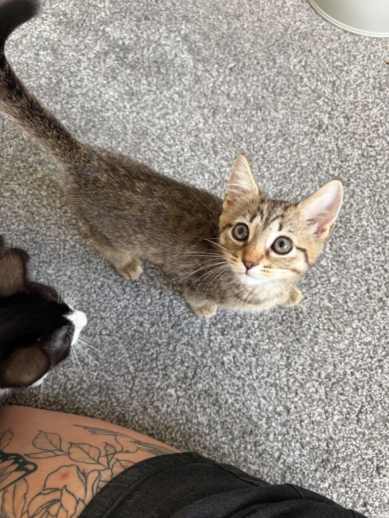 4/8 left Russian blue x domestic kitten