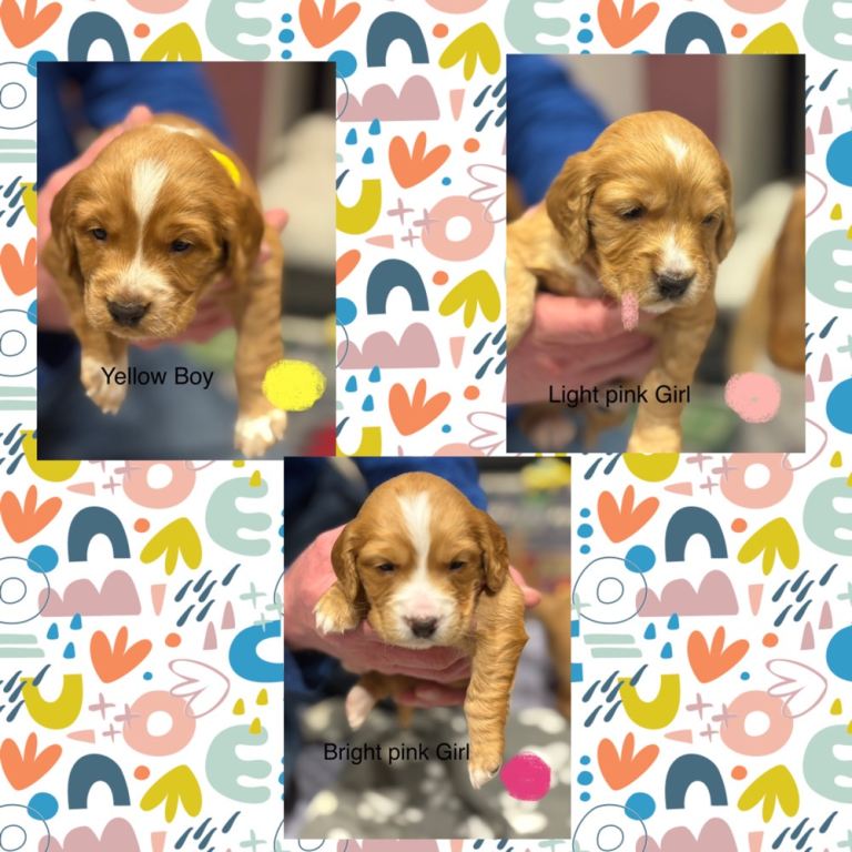  Bocker- Beagle x Cocker Spaniel Puppies