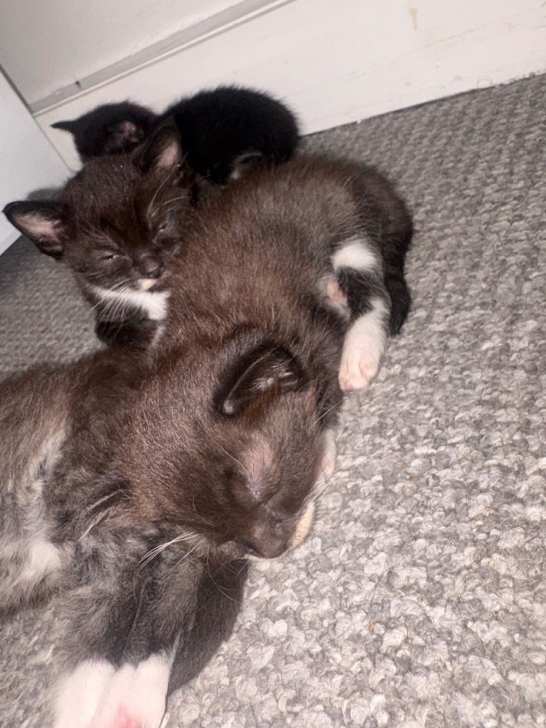 Kittens for sale 