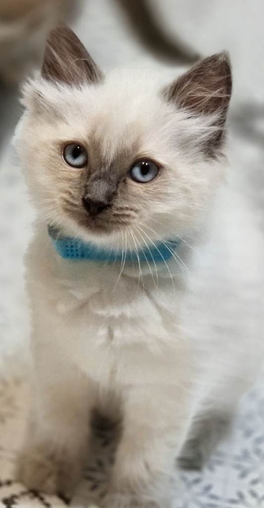 Blue Point& Seal Point Ragdol kittens 
