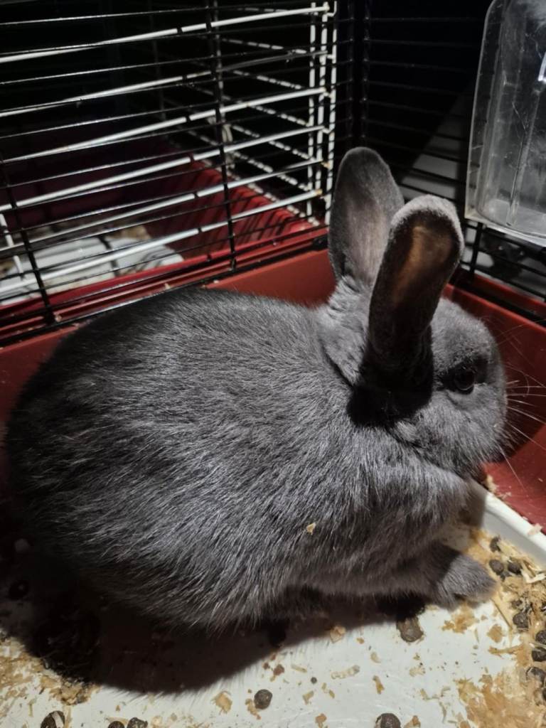 Rabbits for sale